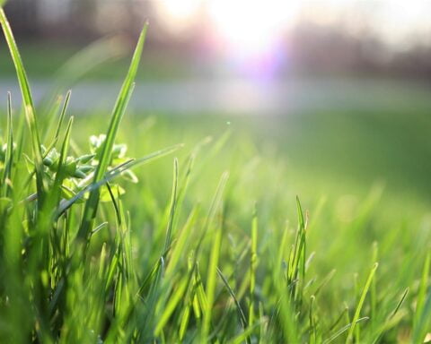 De perfecte plant als erfafscheiding in een kleinere tuin