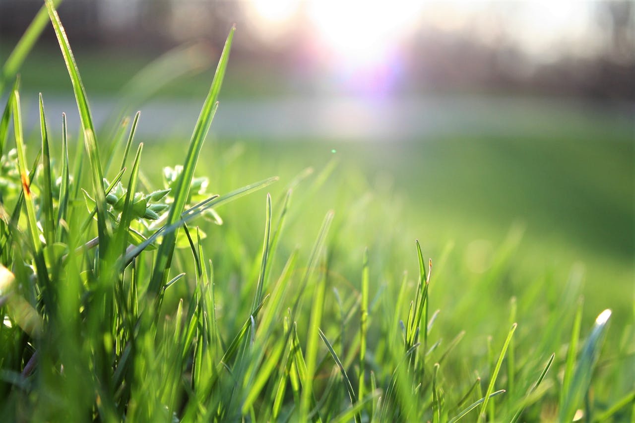 De perfecte plant als erfafscheiding in een kleinere tuin