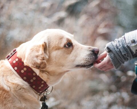 Hoe weet je of een hond iets voor jou is