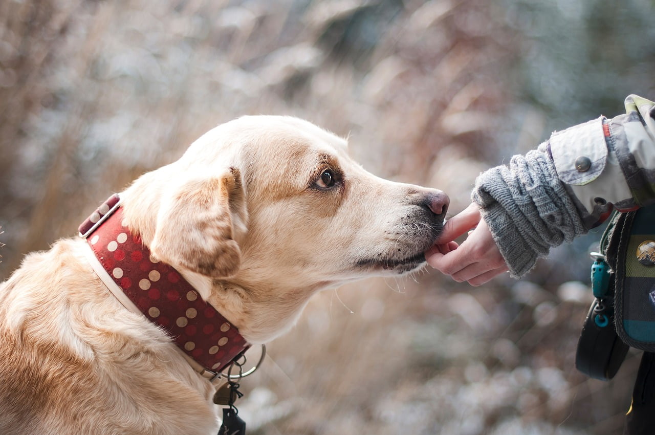 Hoe weet je of een hond iets voor jou is