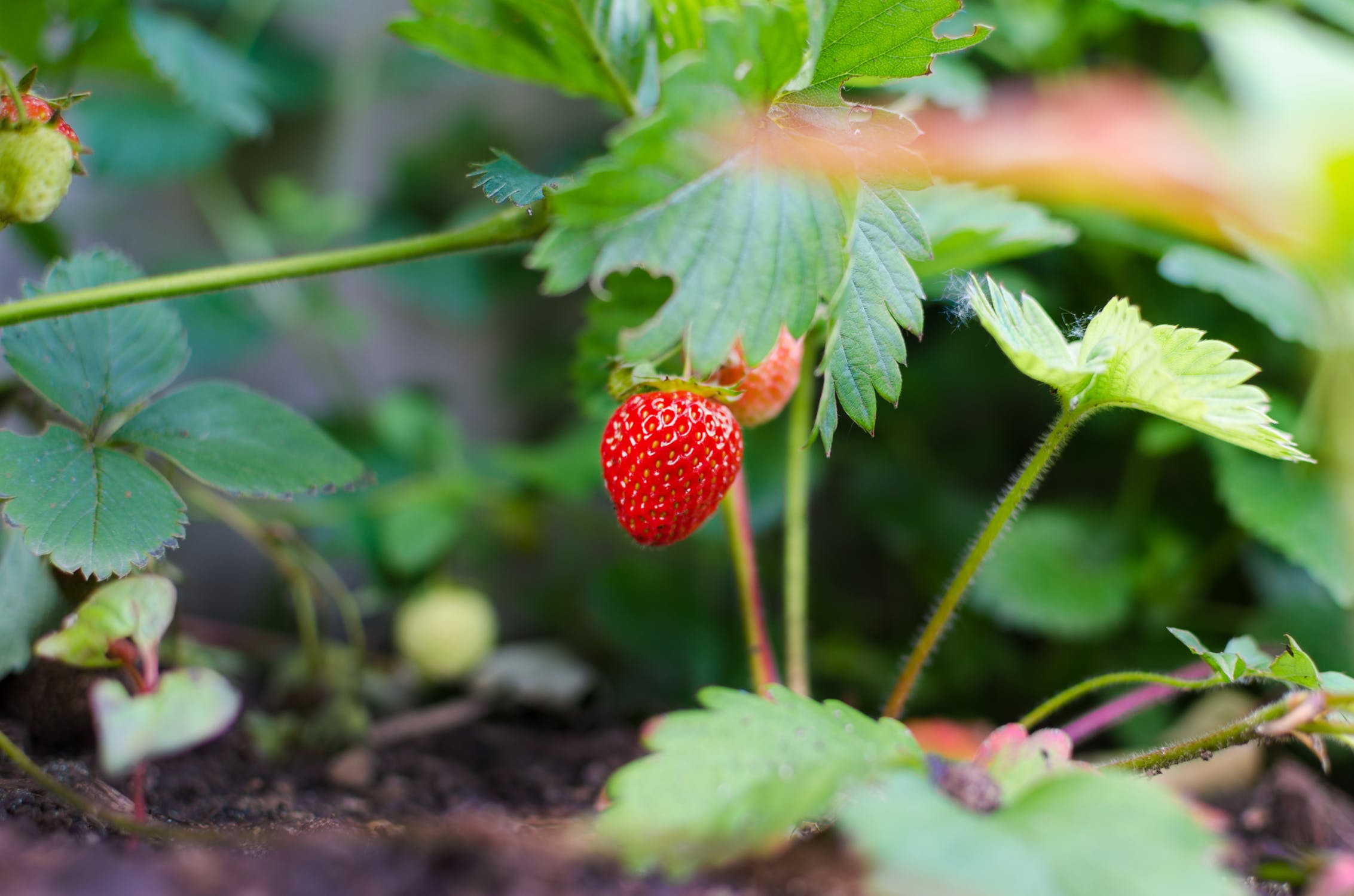 zomerfruit